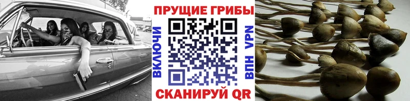 Псилоцибиновые грибы Magic Shrooms  Купить где  Кирсанов 